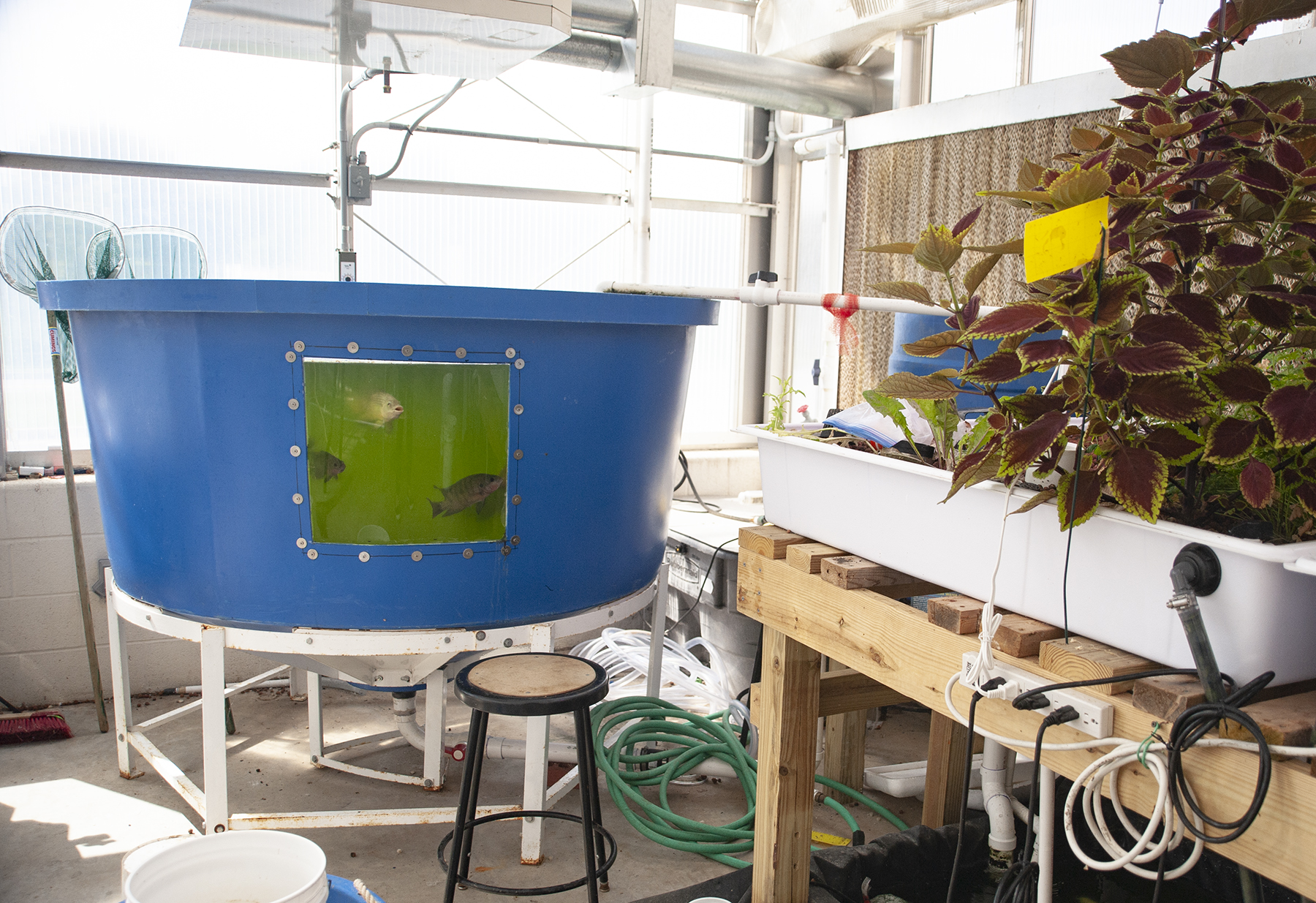 Aquaponics system with fish swimming inside a tub and a leafy plant growing to the side