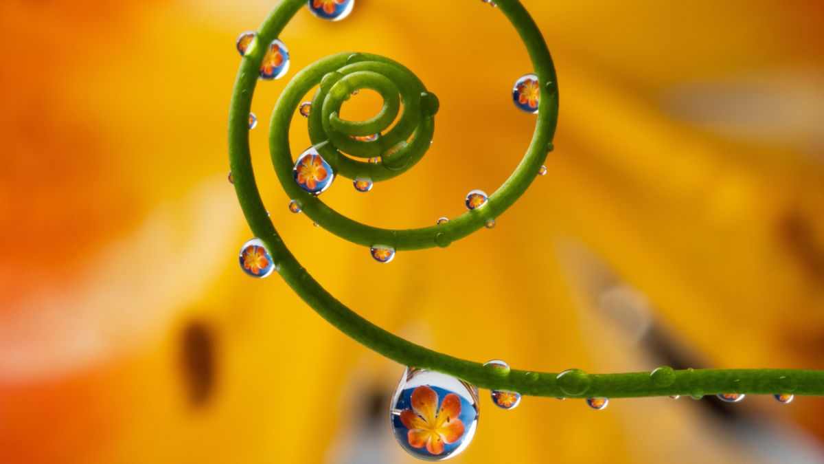 macro young plant with raindrops