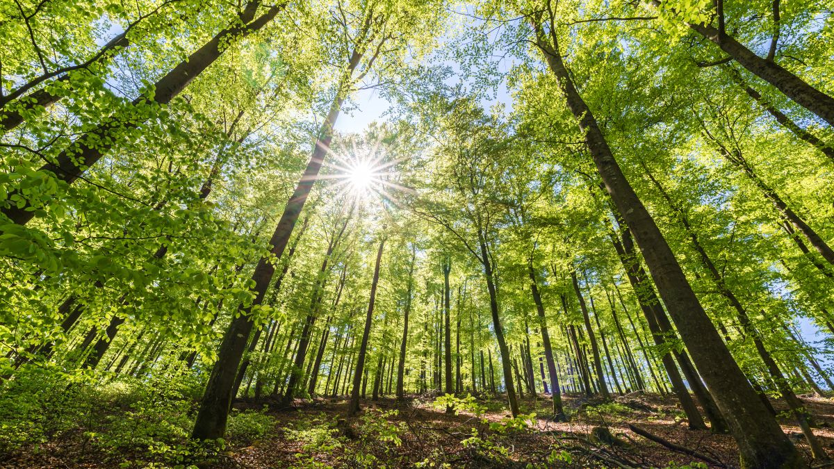 Beech forest in spring in the morning. The sun illuminates the lush green leaves.