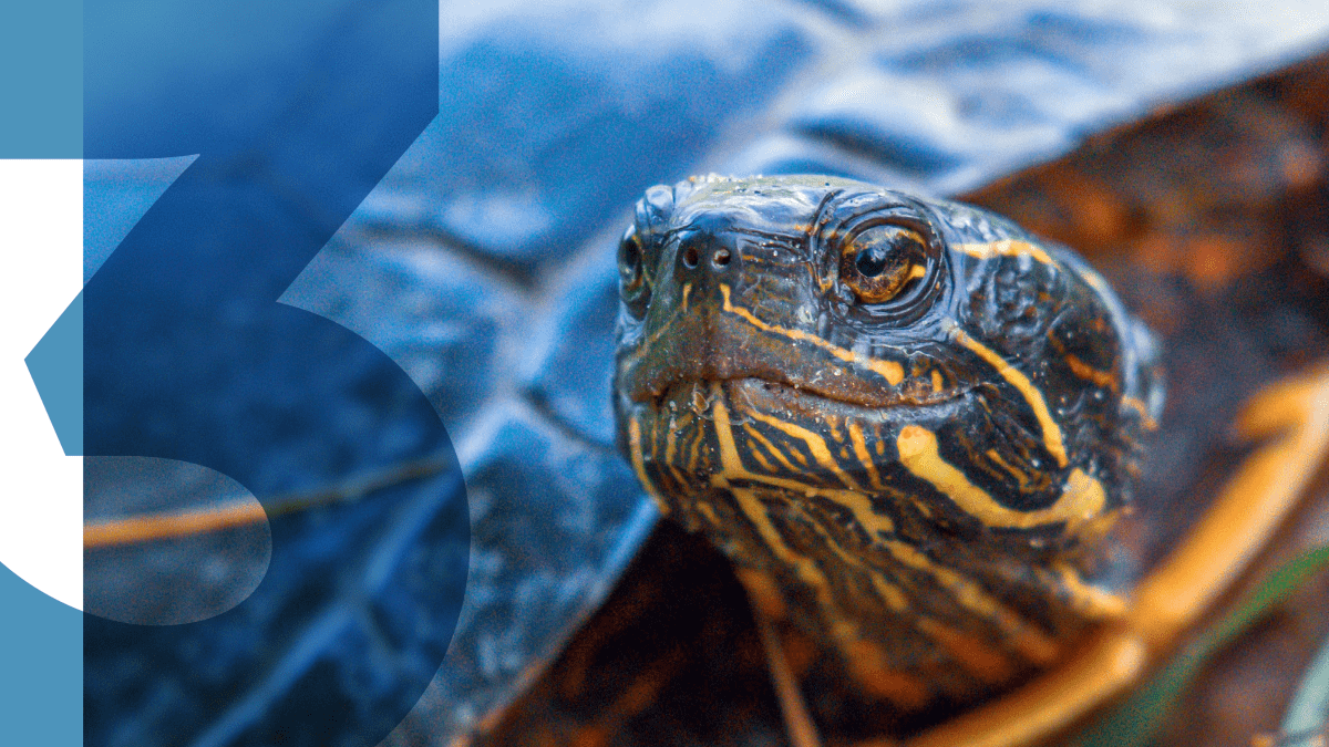 Book cover for "Environmental Educator Knowledge and Skills Guidelines for Excellence"