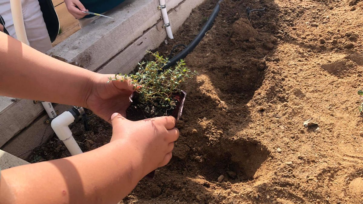 Garden4LCSchool participants planting seedling in the soil.