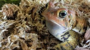 Close up shot of American toad, Toadily.