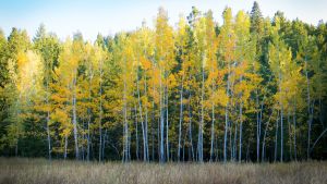 Grove of trees illuminated by the light. The leaves glow yellow and green.