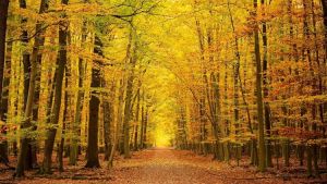 A straight path runs through a forest of yellow trees