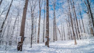 Glistening fresh snow. Tall trees, with tin buckets hung to collect maple sap. Camera angle is looking up towards the sky. 