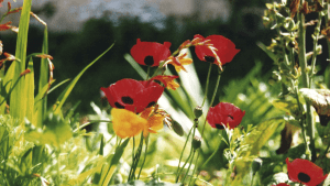 poppies