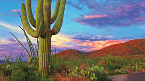 saguaro cactus on desert landscape in front of colorful and cloudy sky