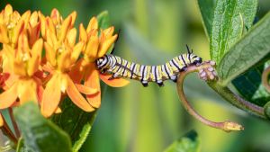 A caterpillar bridged between a flower and a leaf stem.