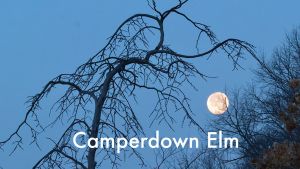 A picture of an Elm tree with the moon in the background at the Firewise Garden at The Botanic Garden 