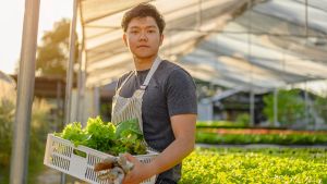 Young adult holding carton of harvested lettuce and gloves.