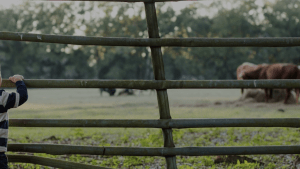 Boy looking out into a pasture where cattle are feeding