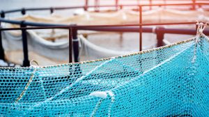 Photos of the edges of blue net cages in water