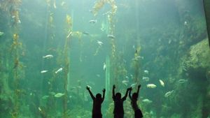 Three children stand in front of a large aquarium exhibit