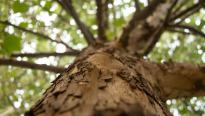 A worm's eye view looking up a tree