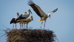 Birds on a nest getting ready to fly