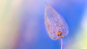 Groundcherry against rainbow background