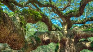 Close up of the stretching branches of an old oak tree. 