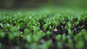 Green-leafed sprouts