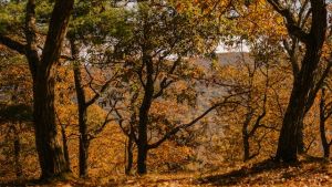 Autumn trees with bright foliage on land against mountain