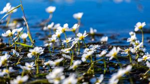 Small white delicate flowers of the underwater plant