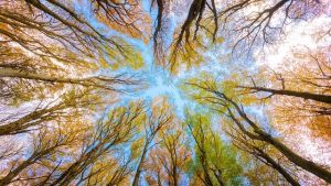 Worm's eye view looking up at a colorful tree canopy