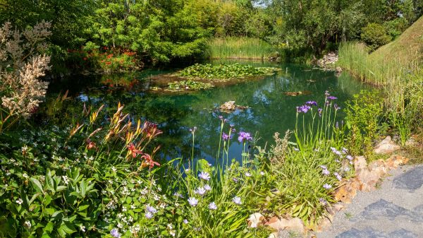 Panorama on a wetland in a botanical garden