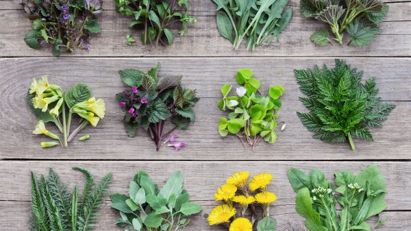 Variety of edible plants in rows