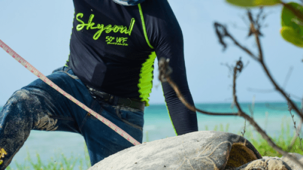 A person measuring a sea turtle on a sandy beach