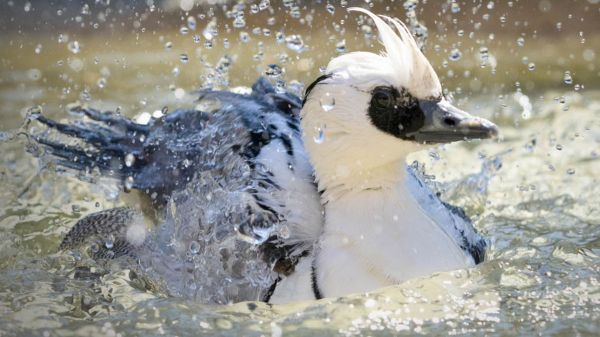 Graphic with a photo of a white bird in water with text, "Plastic Free Ecochallenge July1–31, 2024. Ecochallenge.org"