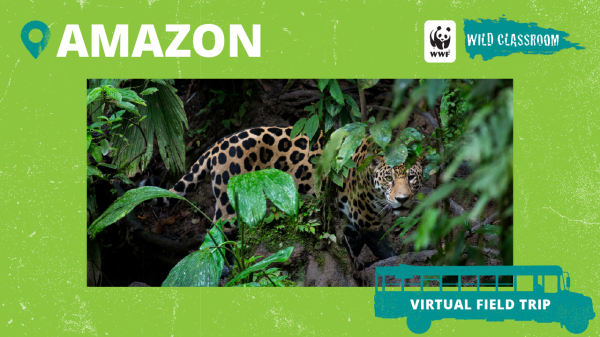Amazon virtual field trip thumbnail featuring a large cat and green background