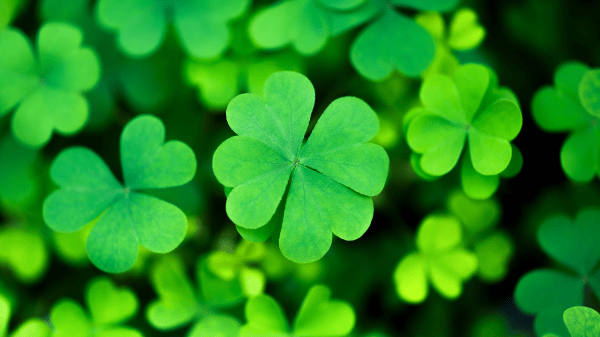 4-H Clover Resource Hub A clump of green clovers, with a four-leafed one centered
