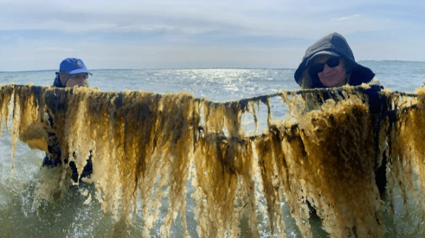 A line of people standing in the ocean, holding up seaweed