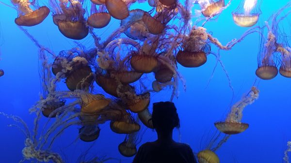 Person observing jellyfish in large aquarium. A silhouette of a person observing a large group of jellyfish in an aquarium. The jellyfish are golden-orange in color, floating against a vibrant blue background. The scene captures a moment of wonder and connection between the viewer and marine life.