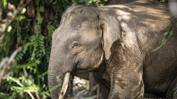 Asian elephant in a forest