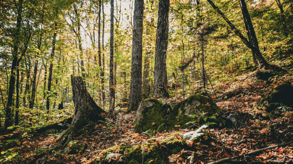 A forest floor with rocks and leaves, green trees behind it