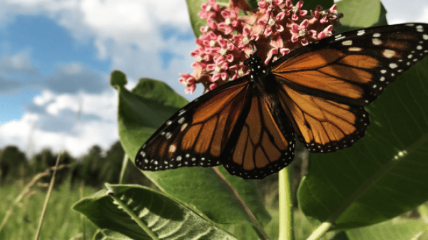 monarch butterfly on milkweed