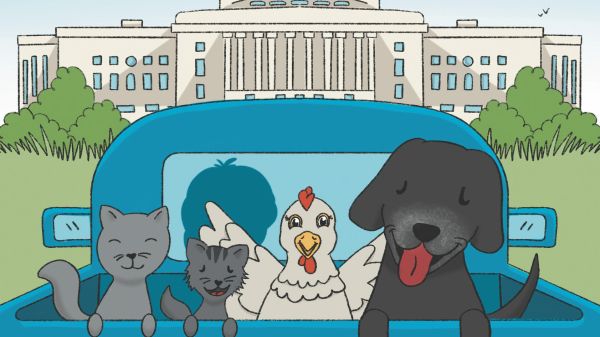 Chickens Are Animals, Too! An illustration featuring two cats, a chicken, and a dog riding in the back of a blue pickup truck driving toward the US Capitol building