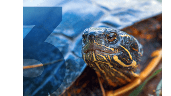 Close-up of a turtle's face with a semi-transparent blue "3" to the left