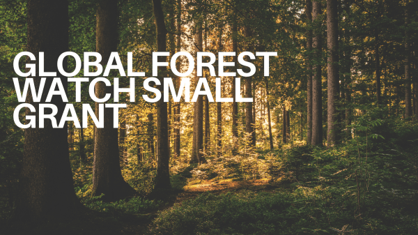 Global Watch Forest Grant The image displays the text "GLOBAL FOREST WATCH SMALL GRANT overlaid on a photograph of a dense forest