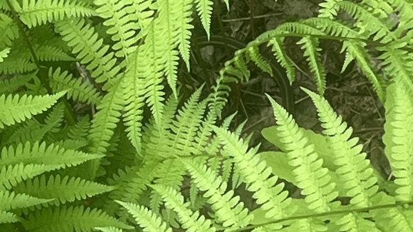 Diversity Education In Nature Fern Leaves