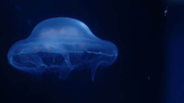 FathomNet A light blue jellyfish floats to the left in dark blue and black water