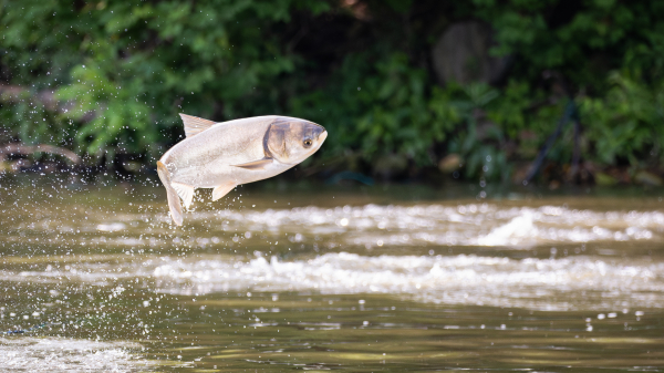 Invasive carp jumping out of water