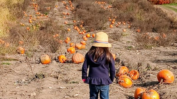 A child stands facing out toward farmland with pumpkins scattered around