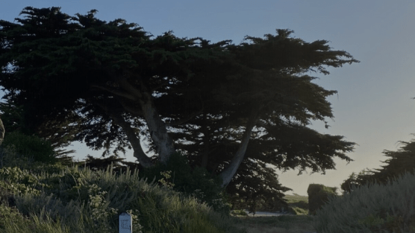 Coastal trail