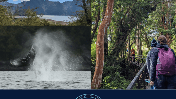 A flyer with three pictures, one of moutains and sky framed by trees, one of a humbpack whale tale emerging from the water, and one of people exploring through a rainforest. The bottom includes logos for AUI, Mission Patagonia 2023, and Fundacion MERI