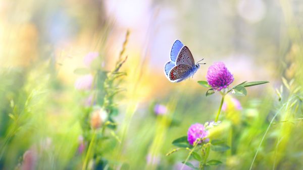 Spring landscape. Moth flying near a clover flower. Blurred background.