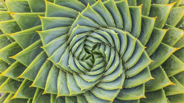 Close-up of aloe plant