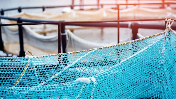 Photos of the edges of blue net cages in water