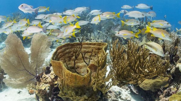 Fish swimming underwater