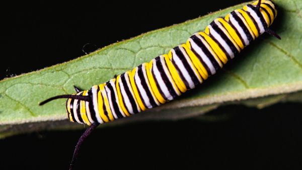 Colorful Striped Caterpillar Image by Gerry Ellis